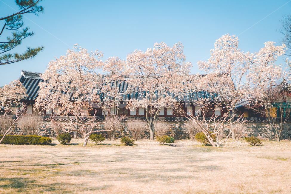 꽃,식물,목련,목련꽃,flower,plant,tree,magnolia,흰꽃