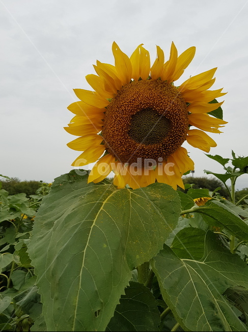 해바라기,꽃,해바라기꽃,야외,자연,아련함,일편단심,식물,자연,plants,nature,꽃,flower