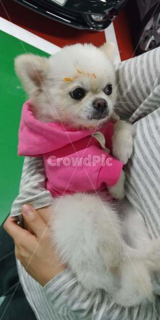 사고,말썽,강아지,삐진강아지,사고친강아지,rascal,puppies,grumpdog,동물,animal,포유류,mammal,개,강아지,dog,doggy