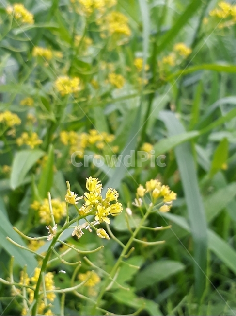 꽃,자연,식물,배경,감성,힐링,식물,자연,plants,nature,꽃,flower