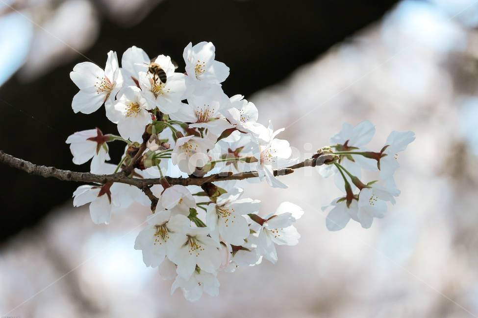 plant,blossom,flower,꽃,봄,봄꽃,벚꽃나무,spring,계절,식물,자연,tree,나무,wood,가지,시즌,플라워,생화,nature
