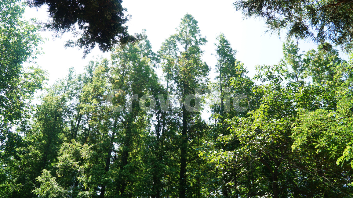 숲,자연,풍경,자연경관,plant,식물,tree,나무,칭다오,칭다오거리,칭다오명소,자연친화,초록색,나뭇잎,중국,청도,칭따오,garden,정원,자연,풍경,nature,landscape,fir,전나무