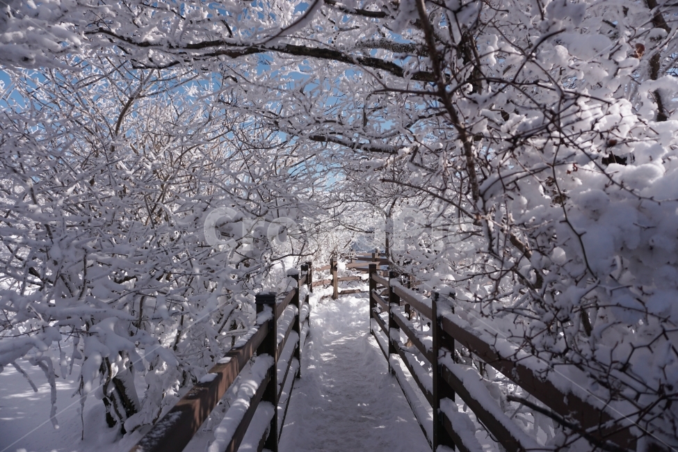 겨울,눈,산,설경,자연,제주,겨울,계절,winter,season,자연,풍경,nature,landscape