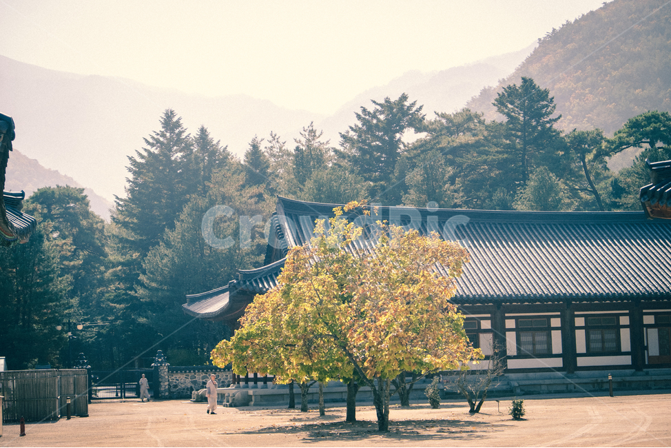 tree,나무,plant,식물,풍경,가을,은행나무,단풍,가을,계절,fall,autumn,season,한국전통,한국문화,korean traditional,korean culture,fir,전나무