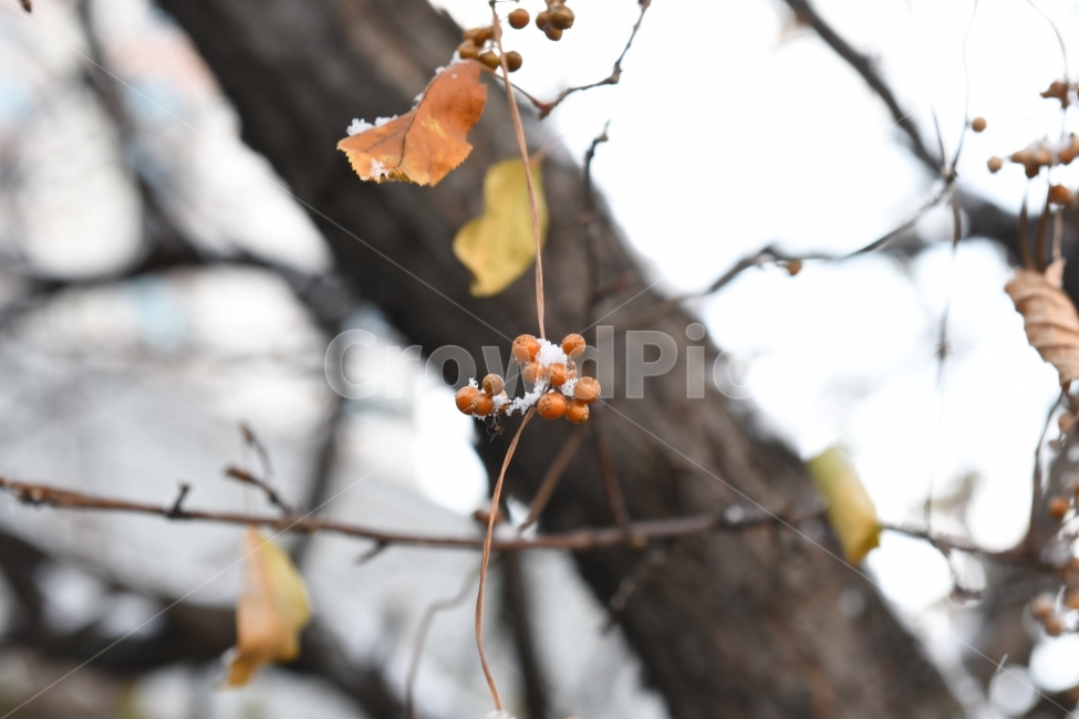 첫눈,눈,겨울,못다핀꽃,과일,가을끝,풍경,열매,겨울,계절,winter,season,식물,자연,plants,nature,과일,열매,fruit