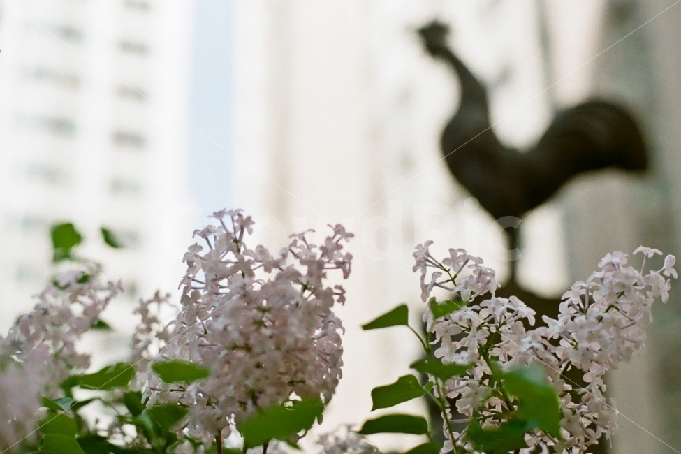 수수꽃다리,라일락,꽃,필름사진,감성,식물,자연,plants,nature,꽃,flower