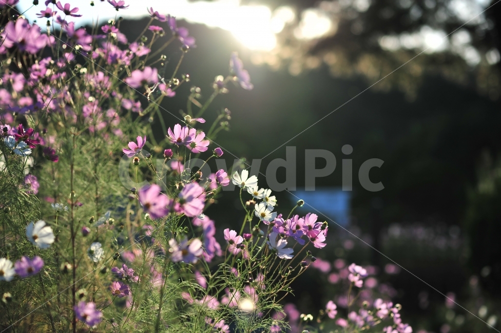 화본역,꽃,코스모스,빛,감성,가을,계절,fall,autumn,season,식물,자연,plants,nature,꽃,flower,plant