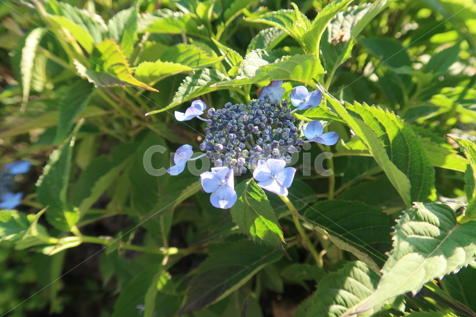 plant,blossom,flower,꽃,공원,봄,봄꽃,봄날,햇빛,풀,가든,park,spring,springflower,초록,보라,sunny,garden,green,purple,식물