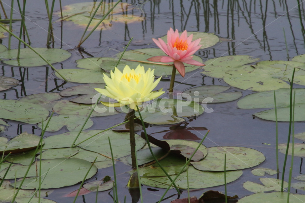 연,수련,꽃,식물,waterlily,식물,자연,plants,nature,꽃,flower