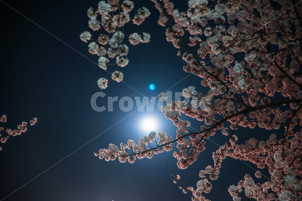 야경,달,달빛,꽃,벚꽃,봄,벚꽃나무,밤,하늘,봄,계절,spring,season,야경,밤,풍경,nightscape,night,landscape,식물,자연,plants,nature,꽃,flower,plant