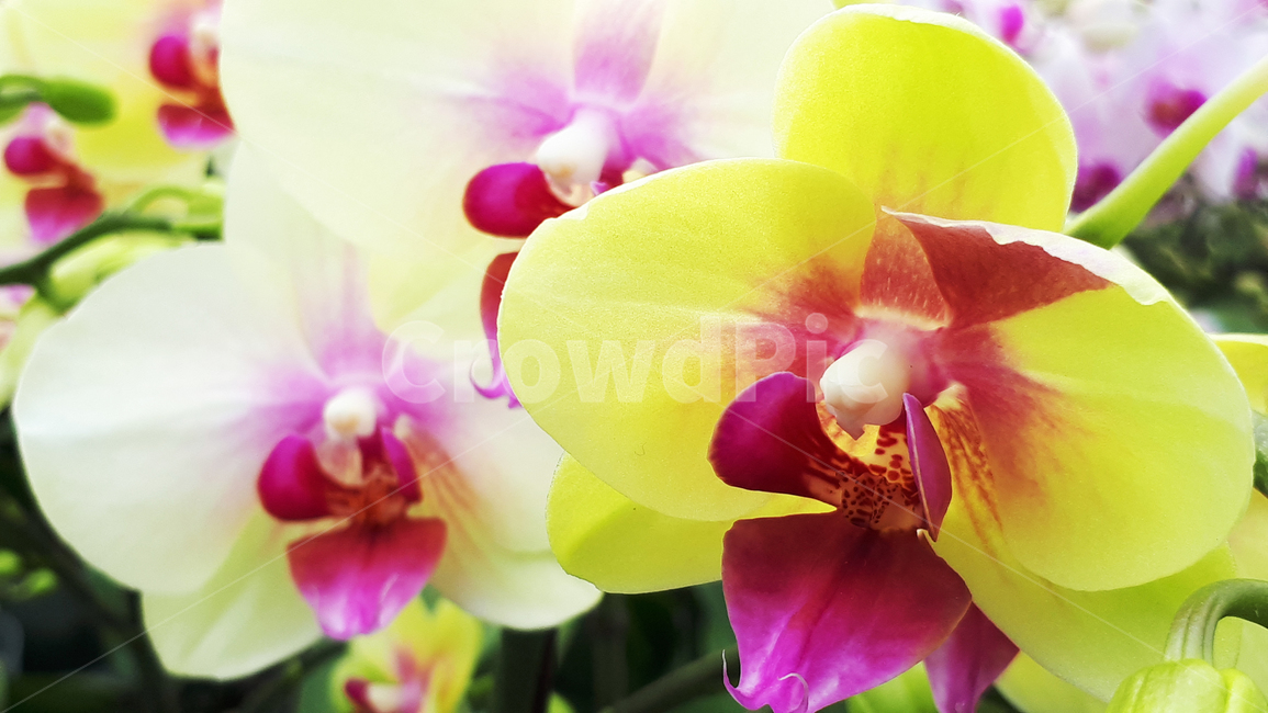 핑보아사히,꽃,flower,plant,식물,blossom,식물,자연,plants,nature,꽃,flower