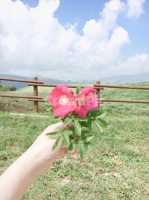 목장,강원도,꽃,하늘,맑음,flower