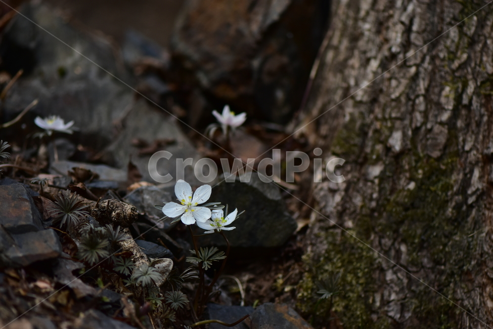 변산바람꽃,야생화,봄,꽃,흰색,자연,식물,식생,봄의전령사,풀꽃,미나리아재비과,plants,nature,spring,season,flower,식물,자연,plants,nature,꽃,flower
