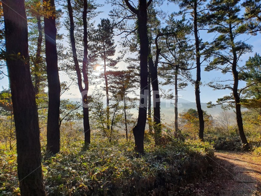 제주오름,제주자연,제주풍경,제주자연경관,제주소나무,소나무,나무,tree
