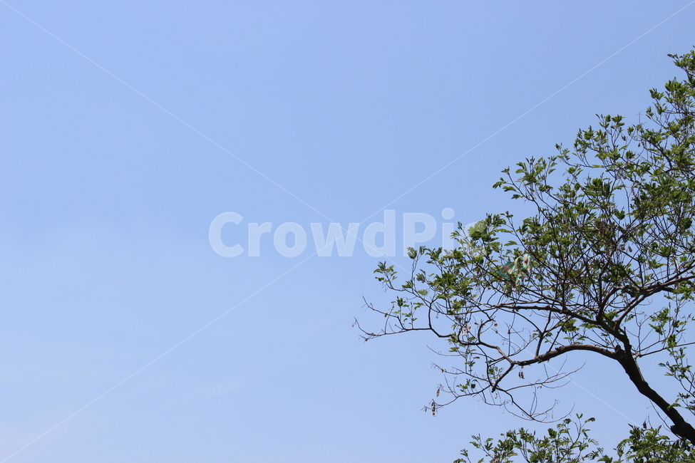 나무,하늘,여름,초록,가지,자연,풍경,nature,landscape