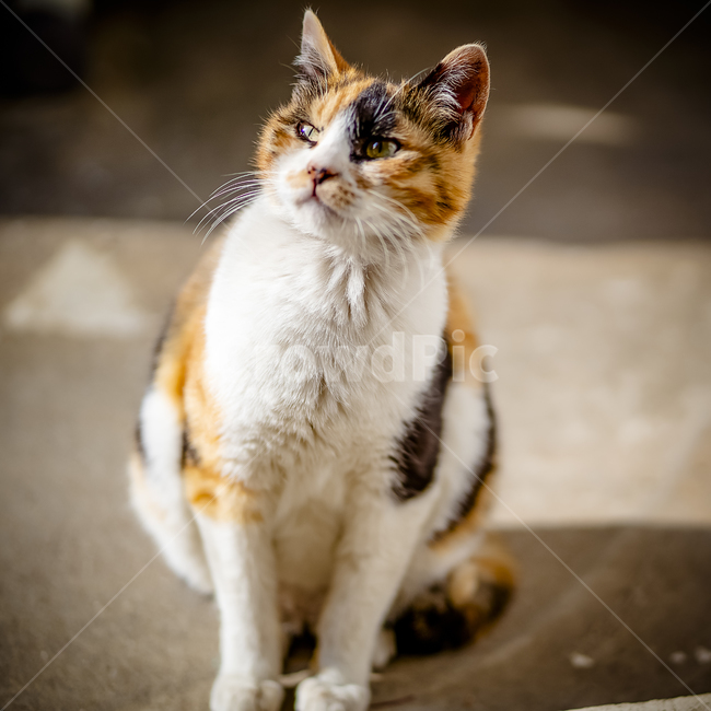 포유류,동물,고양이,pet,cat,동물,animal,포유류,mammal,고양이,cat,kitten,kitty