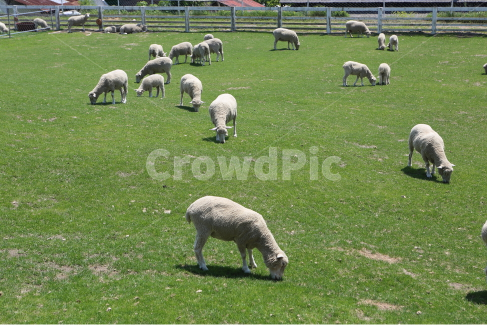 양,양목장,양농장,양구이,애기양,동물,animal,포유류,mammal,산업,industry,industrial,목축업,목장,livestock farming,ranching,pasture