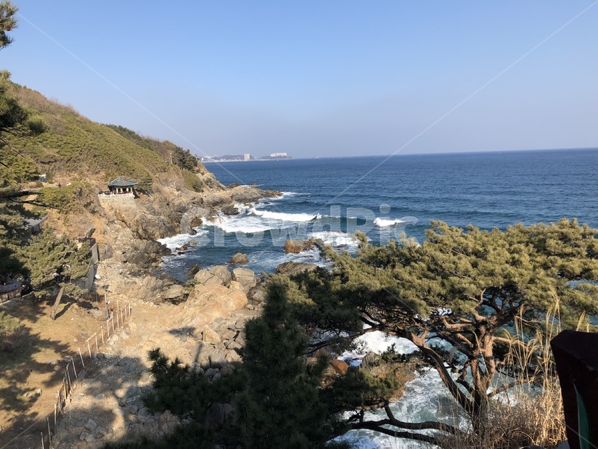 나무,겨울,바다,겨울바다,겨울나무,소나무,풍경,파도,자연,풍경,nature,landscape,promontory,곶,shoreline,해안선,water,물,outdoors,옥외,sea,ocean,대양