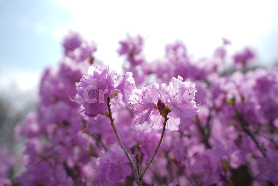 진달래,분홍잎,봄꽃,야생화,연분홍,plant,식물,나무,flower,spring,pink,leaf