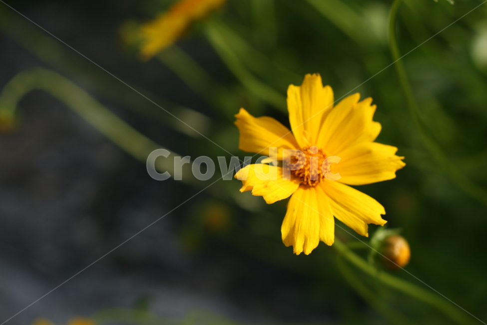 꽃,flowers,식물,자연,노란색,yellow,plants,화려한,colorful,봄,아름다운,beautiful