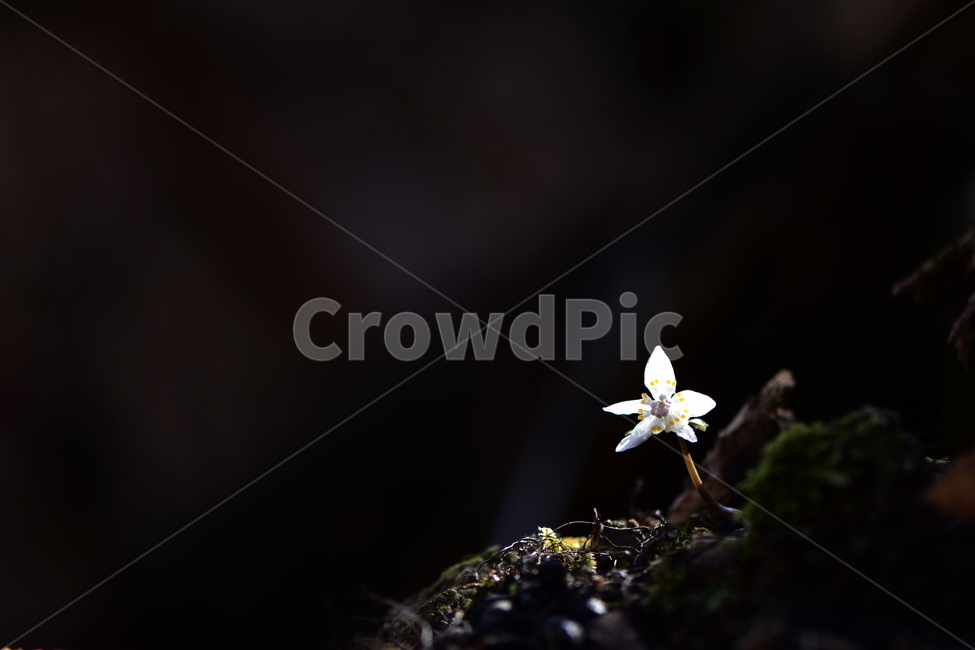 너도바람꽃,야생화,봄,꽃,풀꽃,자연,식물,식생,감성,힐링,plants,nature,spring,season,flower,emotion,feeling,흰색,초본,너도바람꽃속