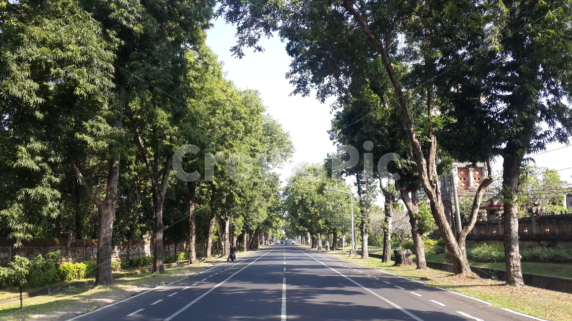 인도네시아,발리,바둥,도로,나무,자연,길,road,tree,식물,자연,plants,nature,나무,trees,wood