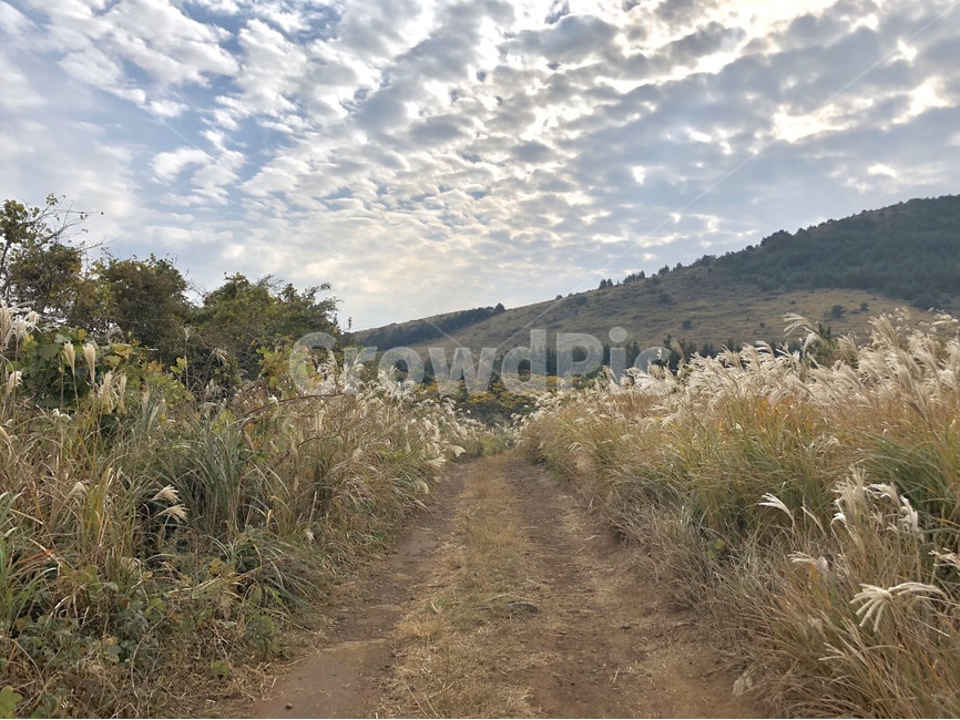 road,도로,gravel,자갈,dirtroad,식물,plant,잔디,grass,흙길,ground,바닥,자연,풍경,nature,landscape,dirt road