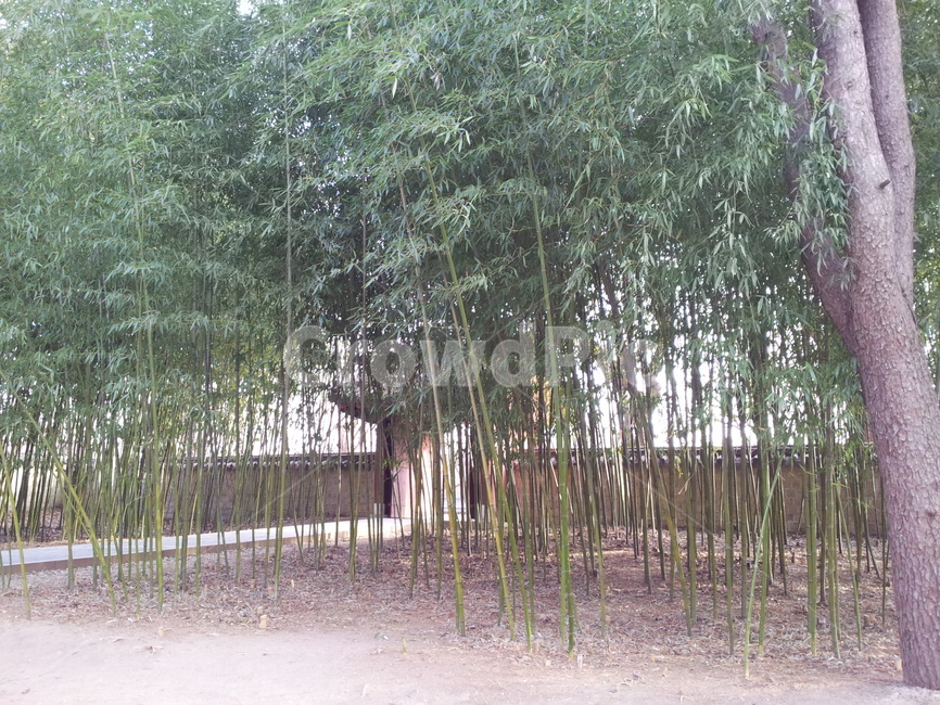 대나무,대나무숲,전주,한국자연경관,koreanaturelandscape,식물,자연,plants,nature,초록,몽환적인분위기,나무,숲길,느낌,감성,나무길,평안,풍경,시,landscape,사극,bamboo,grove,감성사진,계절,한국자연풍경,한국,한국전통,한국문화,koreantraditional,koreanculture