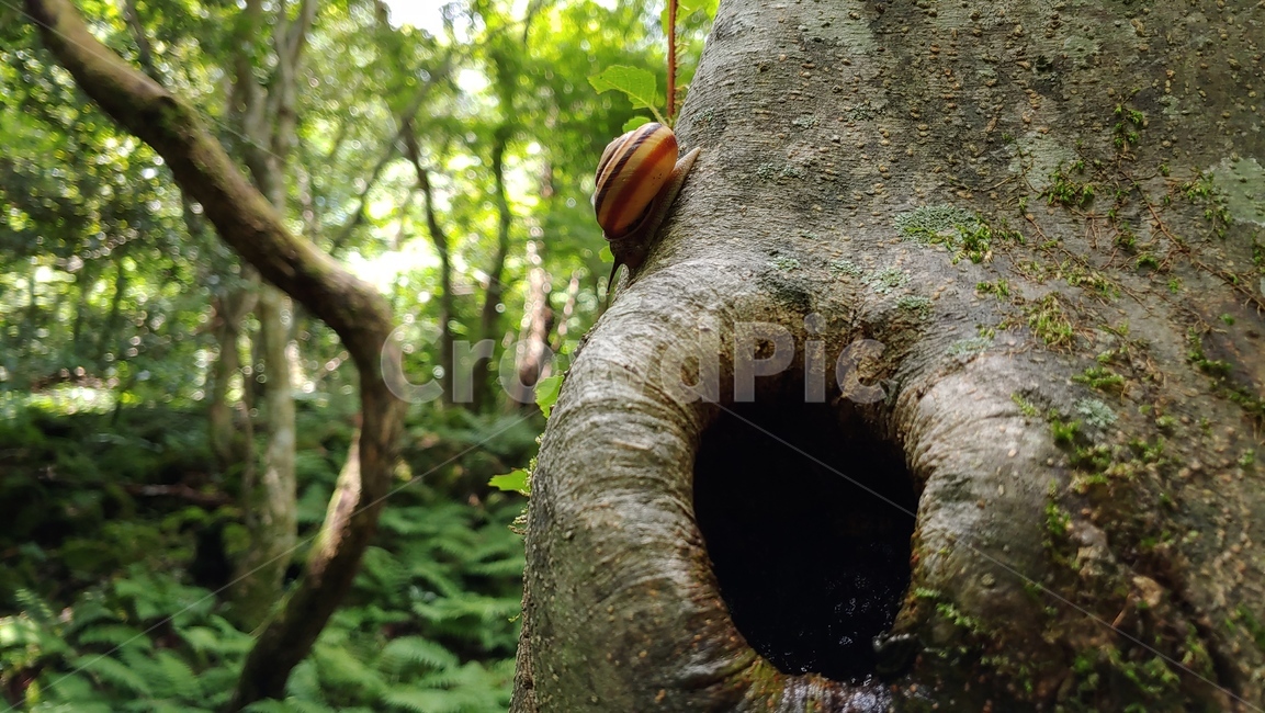 달팽이,연체동물,snail,greatsnail,caracol,자연,nature,forest,숲생태,동물,animal
