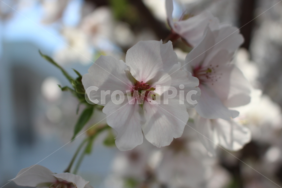 벚꽃,봄,꽃,spring,cherryblossom,blossom,flower,nature,자연,식물,자연,plants,nature,꽃,flower