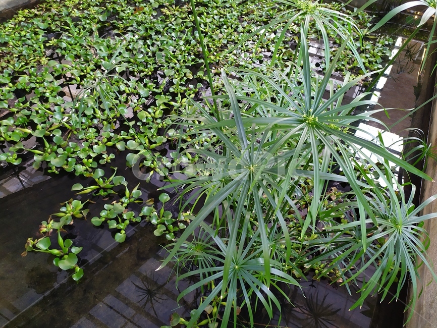 가을,leaf,plant,식물,잎,식물,자연,plants,nature