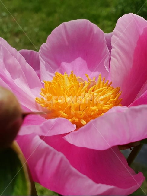 작약,작약꽃,작약나무,여름작약,작약색깔,식물,자연,plants,nature,꽃,flower