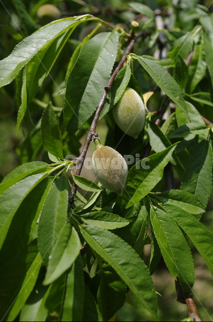 복숭아나무,열매,초록,나무,잎,식물,plant,계절,봄,spring,식물,자연,plants,nature,과일,열매,fruit