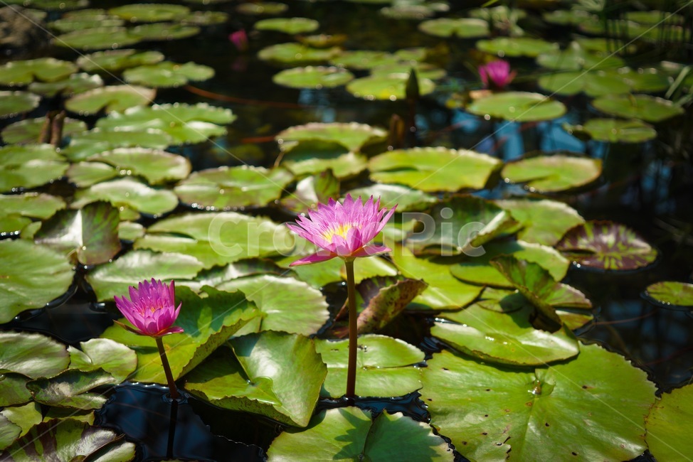 식물,수련,연꽃,lotusflower,연못,plants,연잎,pond,식물,자연,plants,nature,꽃,flower