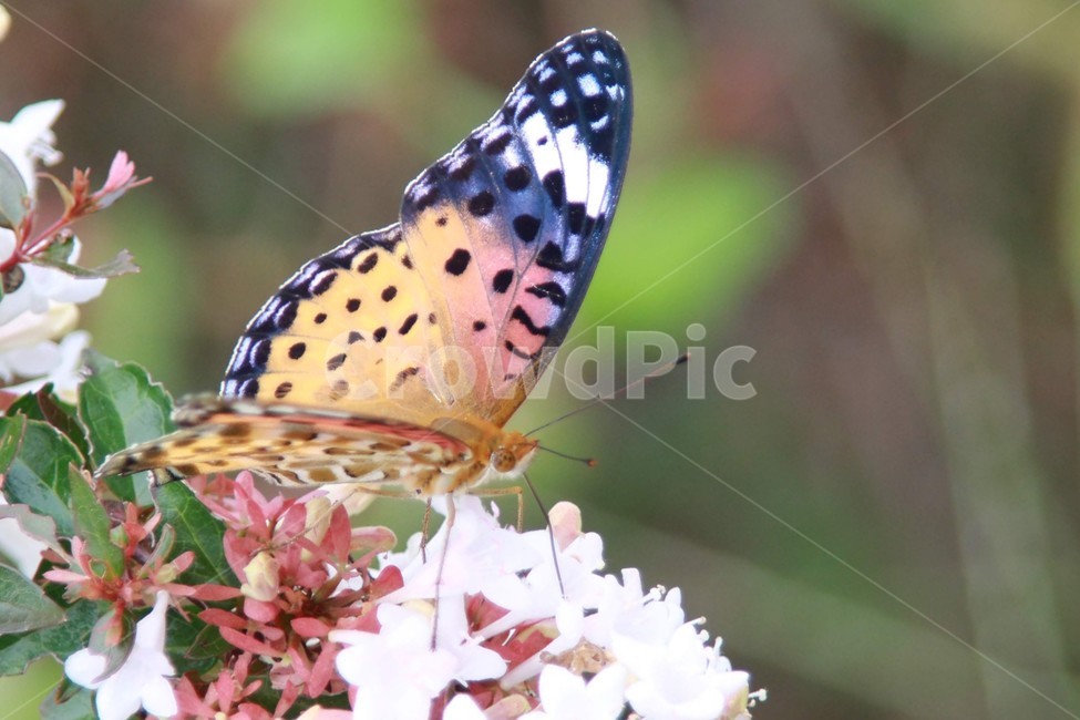 곤충,나비,암끝검은,표범나비,꽃밭,식물,자연,plants,nature,꽃,flower,동물,animal,곤충,벌레,insect,bug