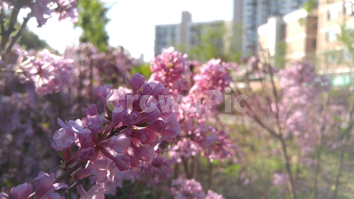 라일락,꽃,핑크,핑크꽃,식물,배경,lilac,flower,pink,pinkflower,nature,plant,bloom,floral