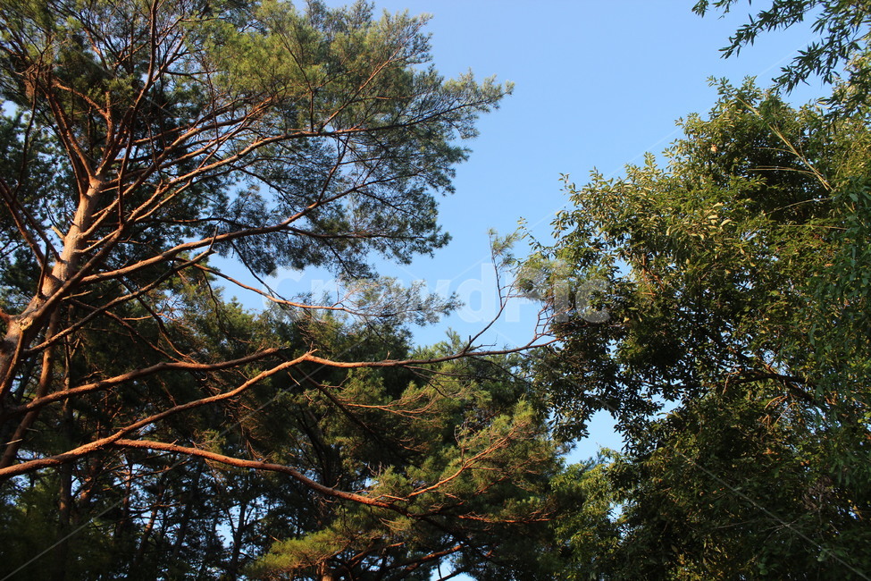 자연,풍경,나무,산,green,tree,sky,감성,분위기,배경,시골