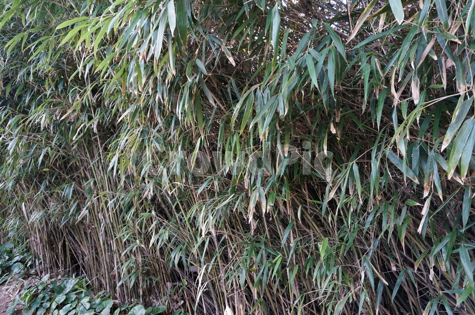 대나무,대나무숲,자연,식물,풍경,계절,초록,nature,season,식물,자연,plants,nature