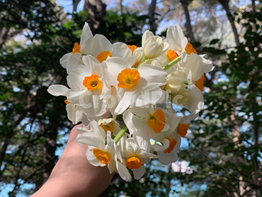 수선화,봄,꽃,산,봄꽃,식물,자연,plants,nature,꽃,flower