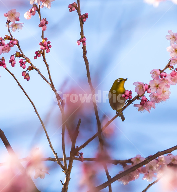 spring,봄,petal,꽃잎,벚꽃,plant,식물,blossom,flower,새,bird,동물,animal,꽃,박새,동박새,식물,자연,plants,nature