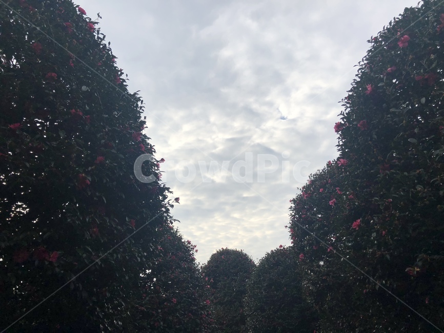 동백꽃,동백나무,하늘,꽃,풍경,제주도,자연,풍경,nature,landscape,식물,plants,꽃,flower,tree,나무,plant