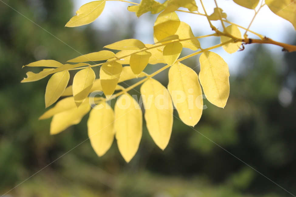 plant,식물,leaf,잎,yellow,식물,자연,plants,nature