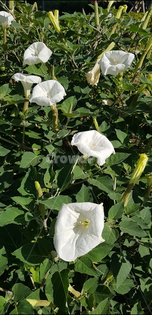 plant,식물,flower,꽃,blossom,식물,자연,plants,nature,꽃,flower