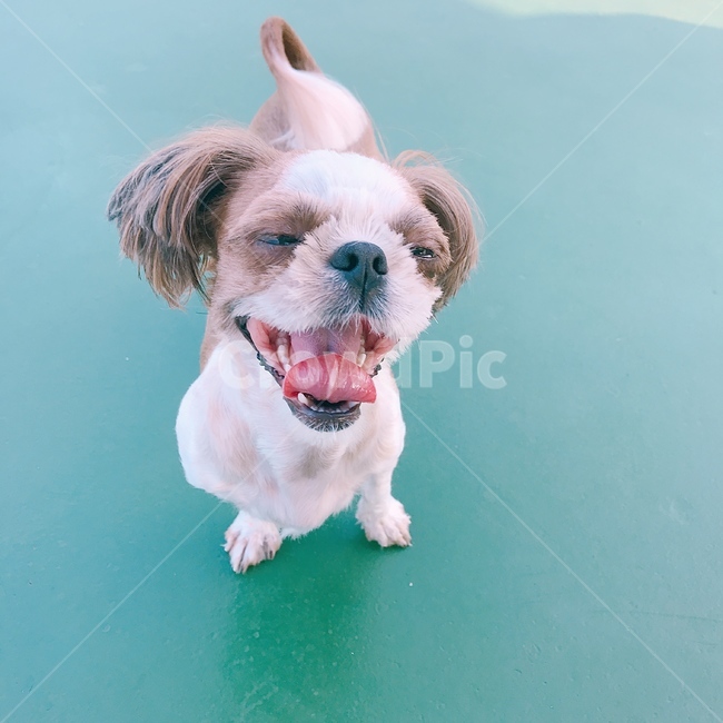 강아지,시츄,반려견,애완동물,하품하는시츄,개,동물,animal,포유류,mammal,개,강아지,dog,doggy
