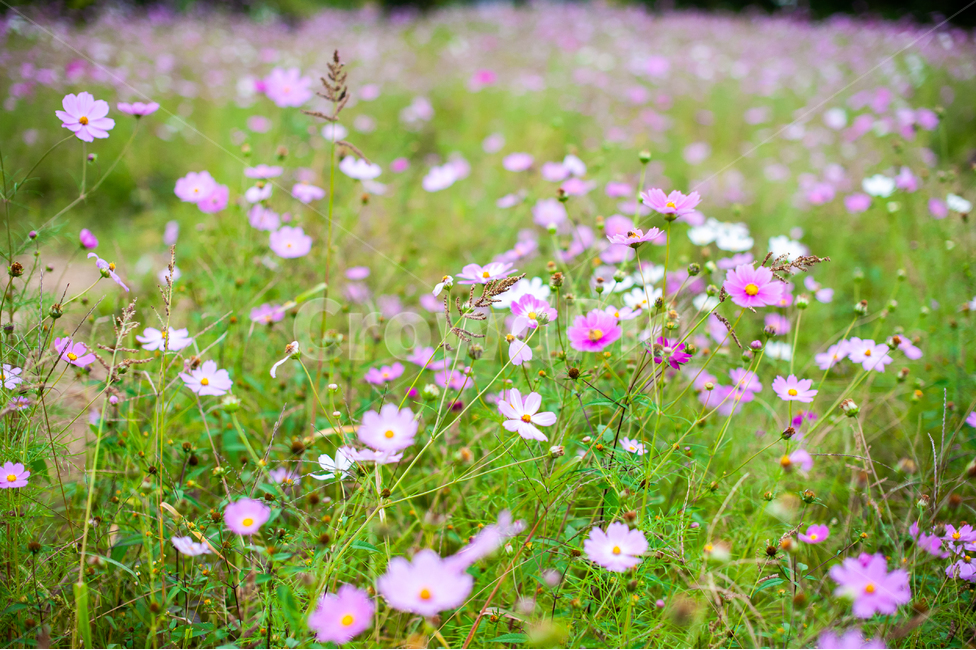 코스모스,가을,꽃,식물,핑크,분홍,plant,cosmos,autumn,fall,flower,field,green,자연,nature,grassland,들,가을,계절,fall,autumn,season,식물,자연,plants,nature,꽃,flower,outdoors,옥외,목초지,farm,농장,rural,농촌,meadow