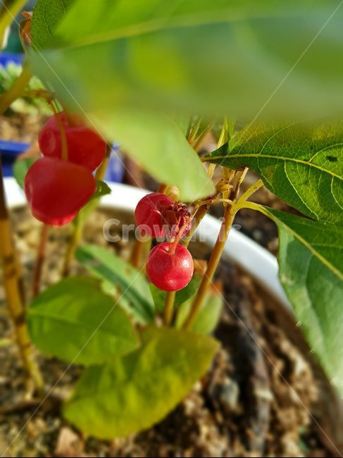 열매,빨간,빨강,화분,느낌,식물,자연,plants,nature,과일,열매,fruit