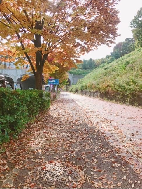 가을,낙엽,희망적인,촉촉한,우수,맑은하늘,외로움,가을,계절,fall,autumn,season,자연,풍경,nature,landscape,tree,나무,plant,식물,tree trunk,나무 줄기