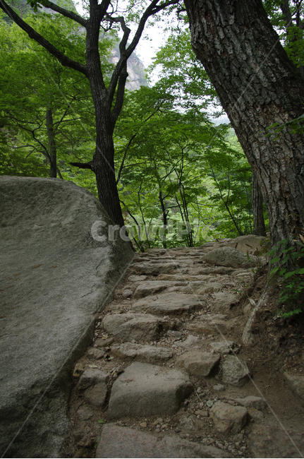 산,바위,풍경,나무,길,자연,풍경,nature,landscape,path,통로,tree,plant,식물