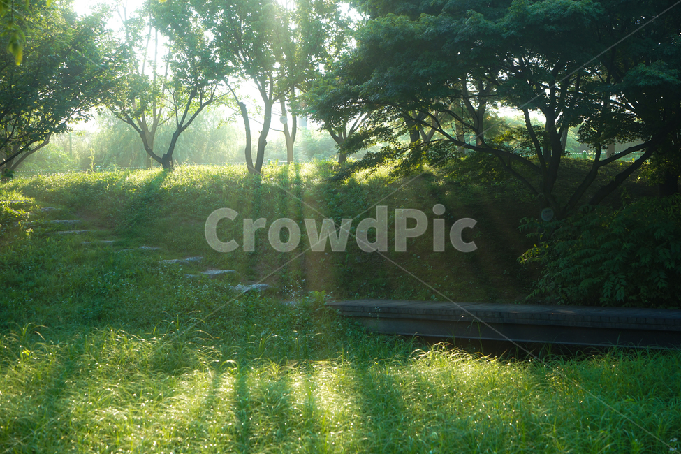 해빛,빛살,나무,자연,빛내림,자연,풍경,nature,landscape,휴식,힐링,rest,relaxation,healing,outdoors,옥외,flare,플레어,light,빛,sunlight,햇빛