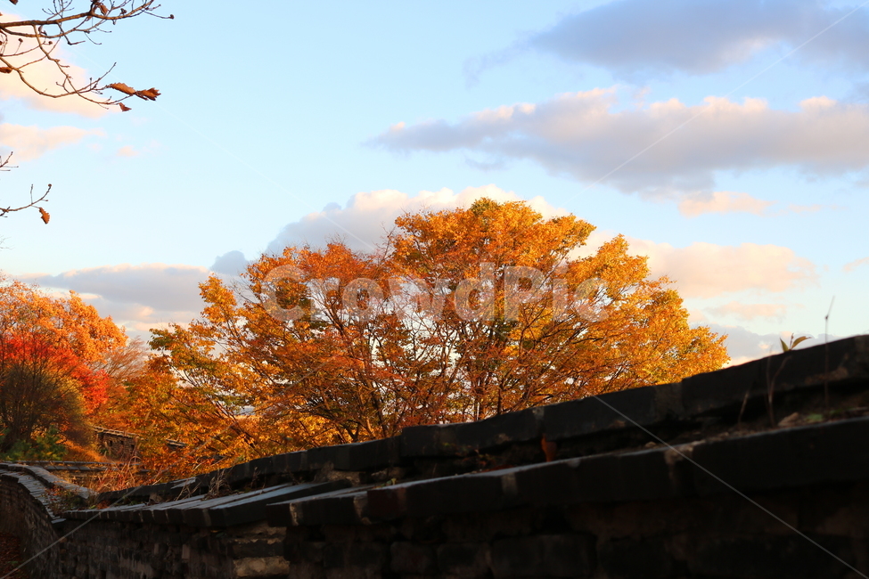 남한산성,산성,성벽,자연,풍경,가을,단풍,나무,공원,가을,계절,fall,autumn,season,tree,plant,식물,leaf,잎